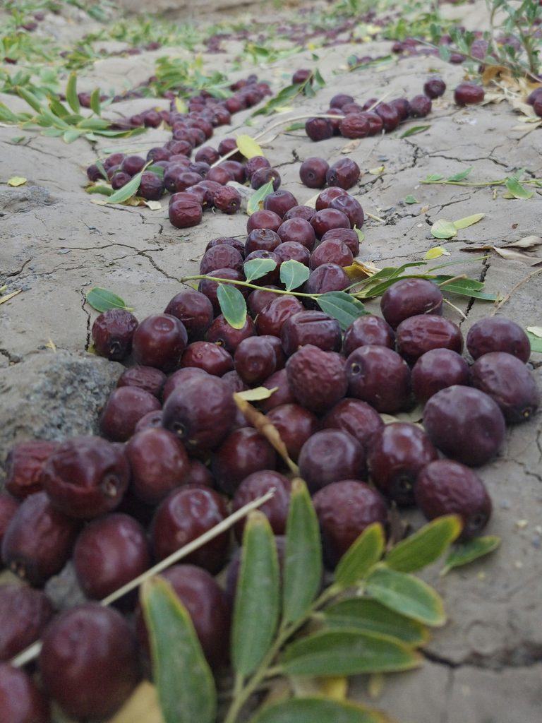 عقیق خاوران | اصالت عناب سیوجان